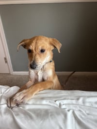 Presley #3 - Photo 4
