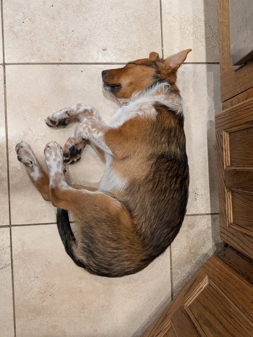 ELLIE #7 - German Shepherd Dog available for adoption