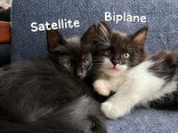 Satellite - Photo 1