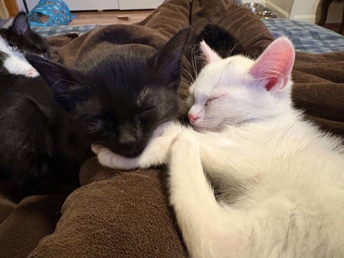 SATELLITE - Domestic Short Hair available for adoption