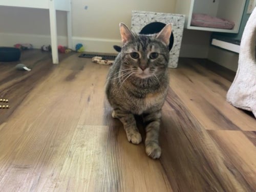 *CHARM - Domestic Short Hair available for adoption