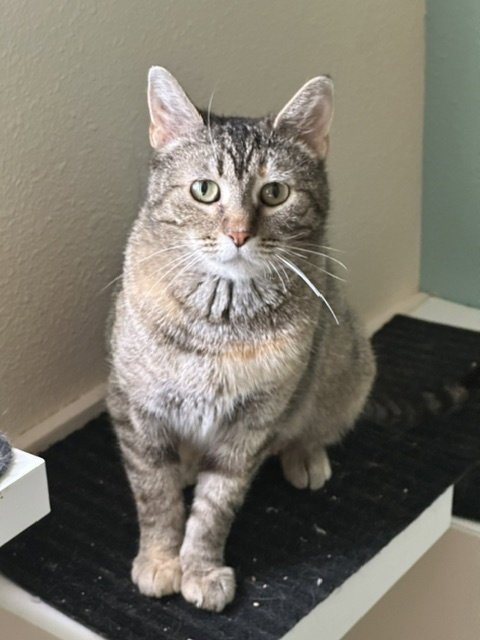 *CHARM - Domestic Short Hair for adoption in Aurora