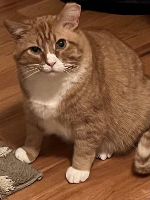 HORACE - Domestic Short Hair available for adoption