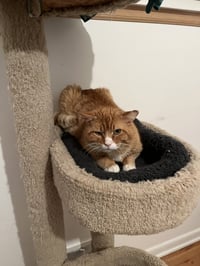 Horace - Photo 3
