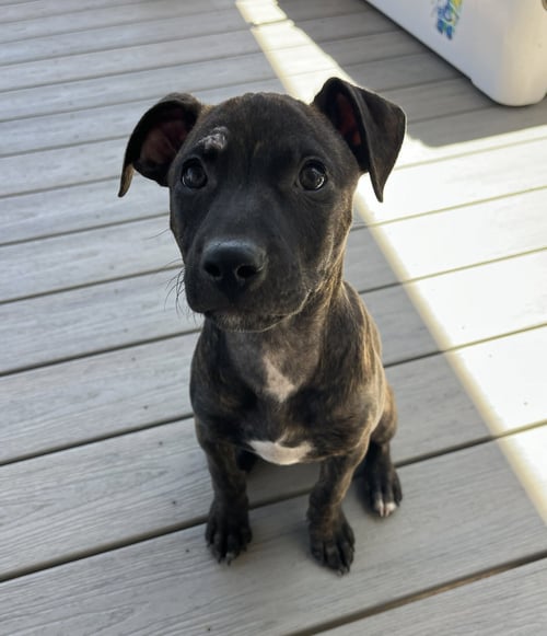SALLY #6 - Staffordshire Bull Terrier available for adoption