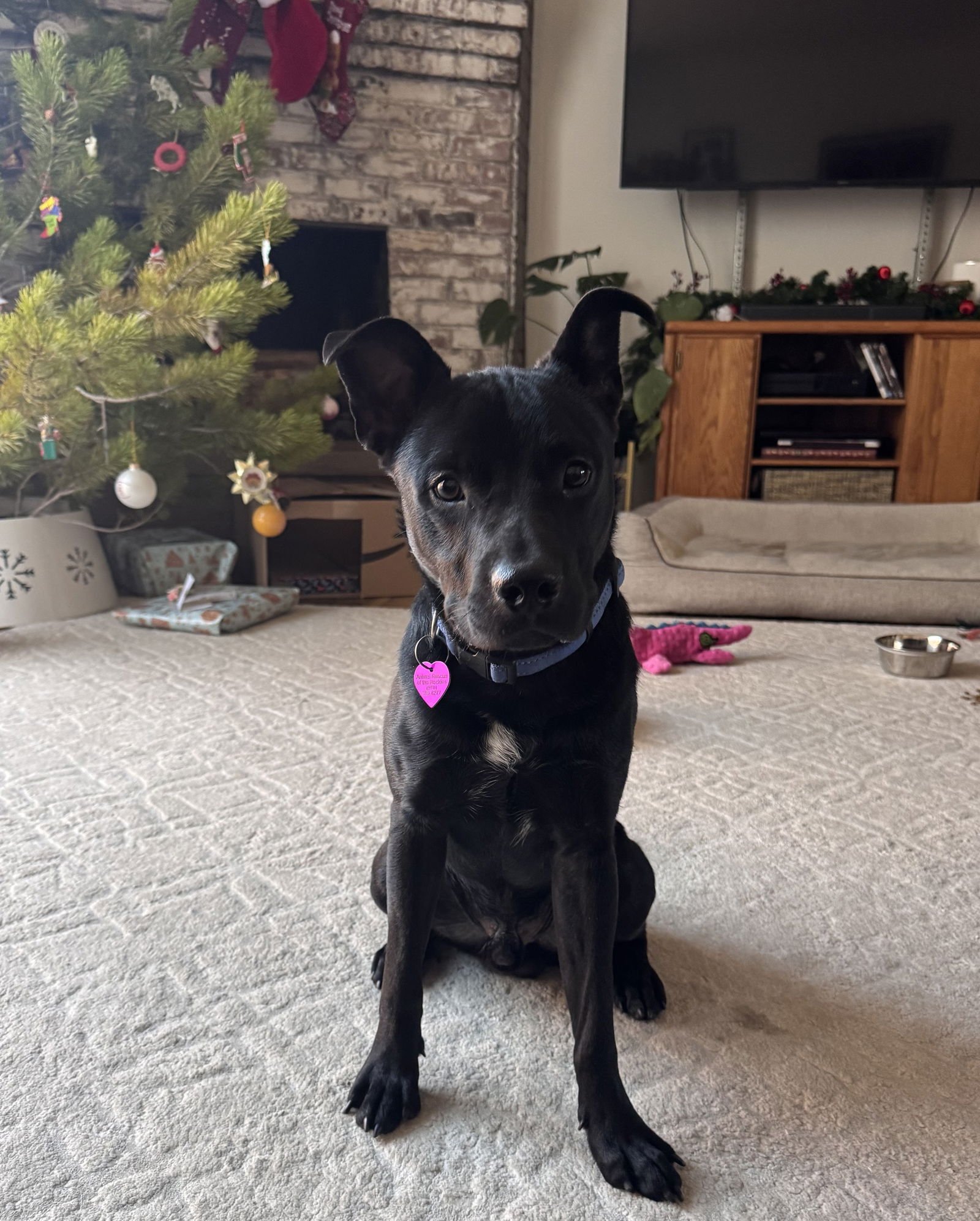 RICKY #3 - Labrador Retriever available for adoption