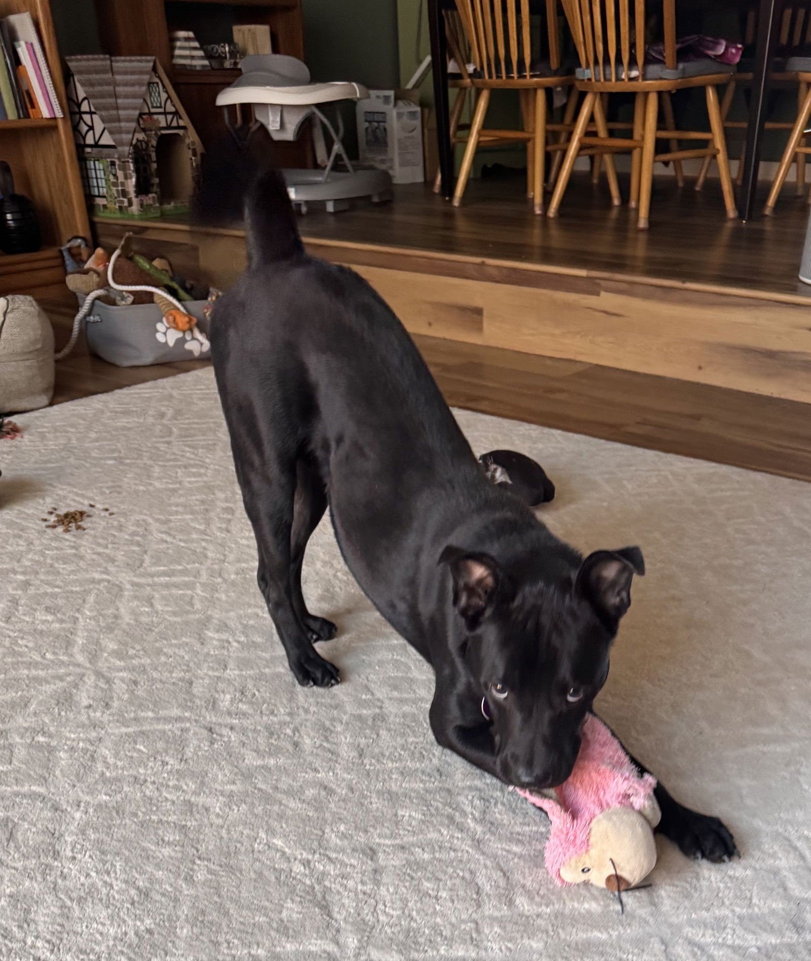 RICKY #3 - Labrador Retriever available for adoption