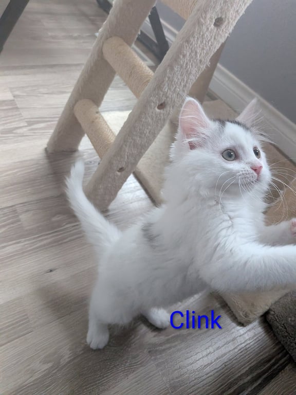 Clink Image