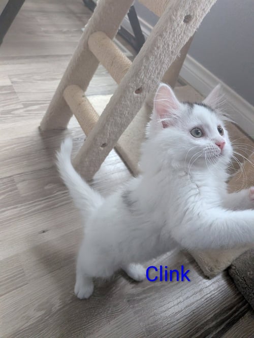 CLINK - Domestic Long Hair available for adoption