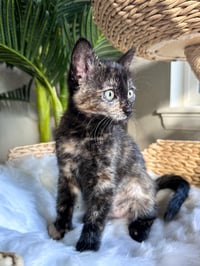 Mimsy - Photo 2