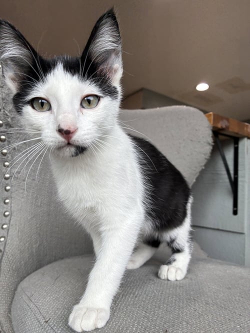 SOUL PATCH - Domestic Short Hair available for adoption