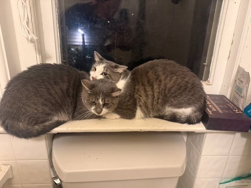 CELERY + ONION - Domestic Short Hair available for adoption