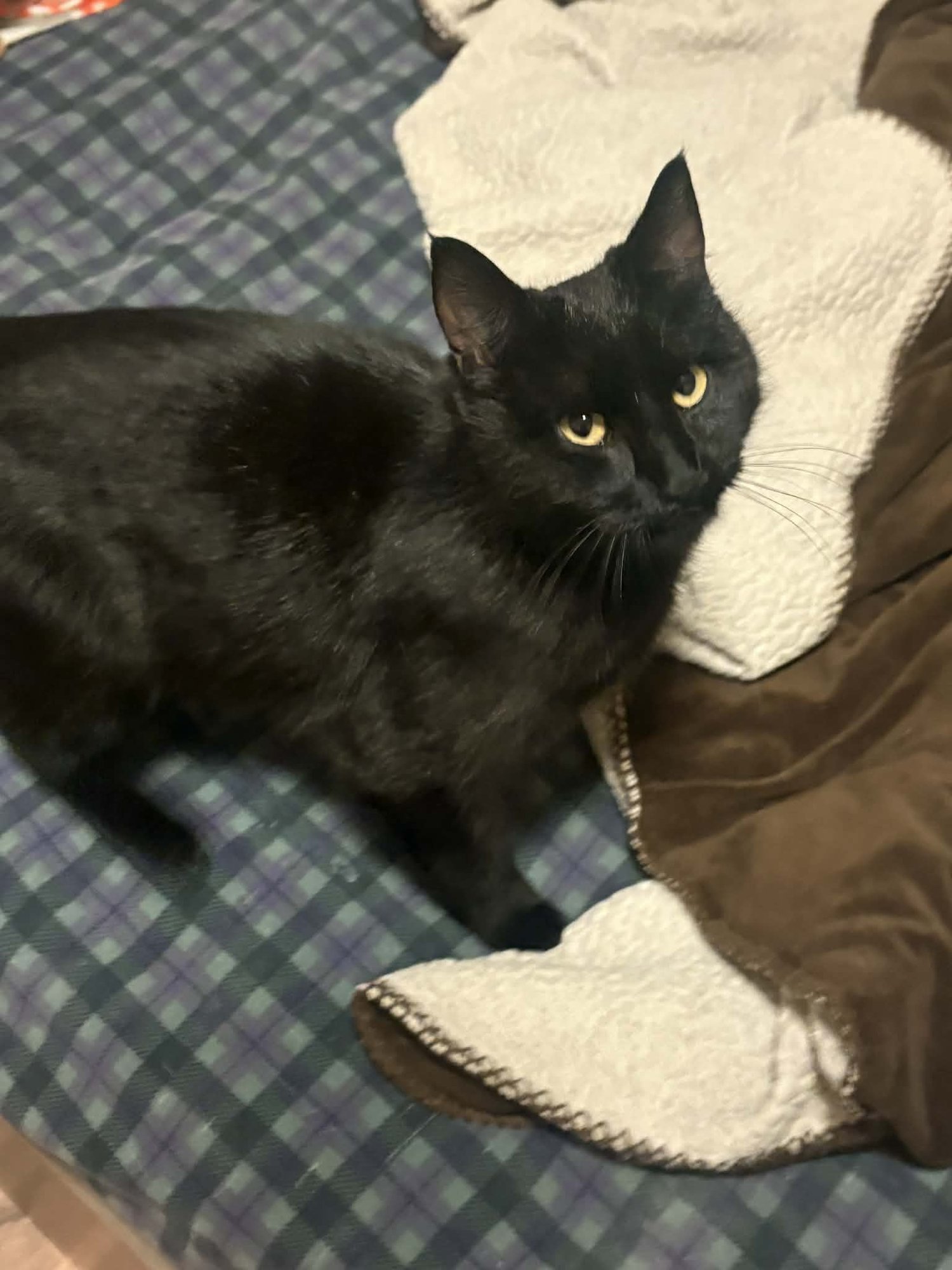 IVEY - Domestic Short Hair available for adoption