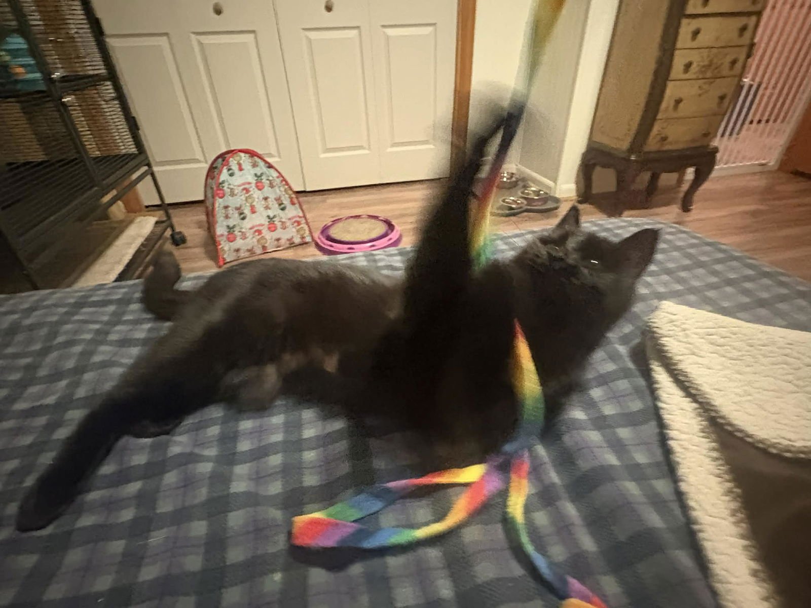 IVEY - Domestic Short Hair available for adoption