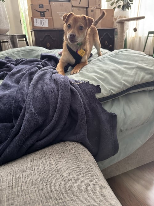 TABASCO #1 - Chihuahua available for adoption