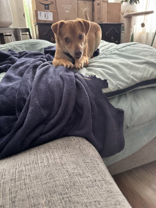 TABASCO #1 - Chihuahua available for adoption