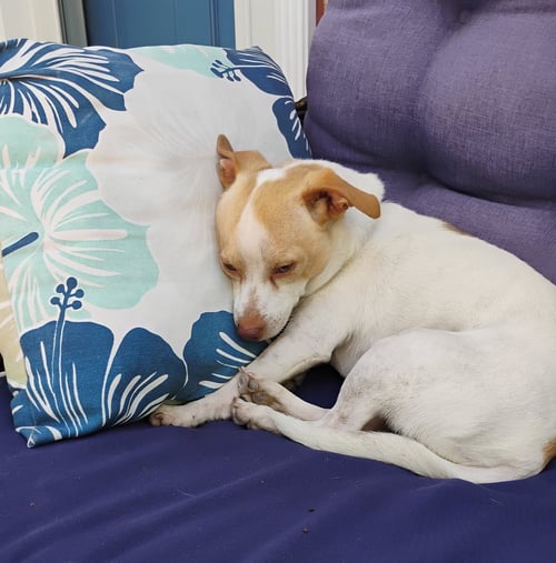 PICO #1 - Chihuahua / Shih Tzu for adoption in Aurora