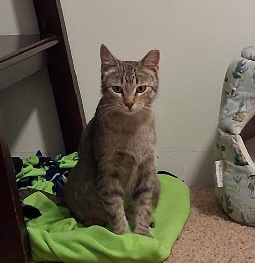 MILAN (COURTESY POST) - Domestic Short Hair / Tabby for adoption in Aurora