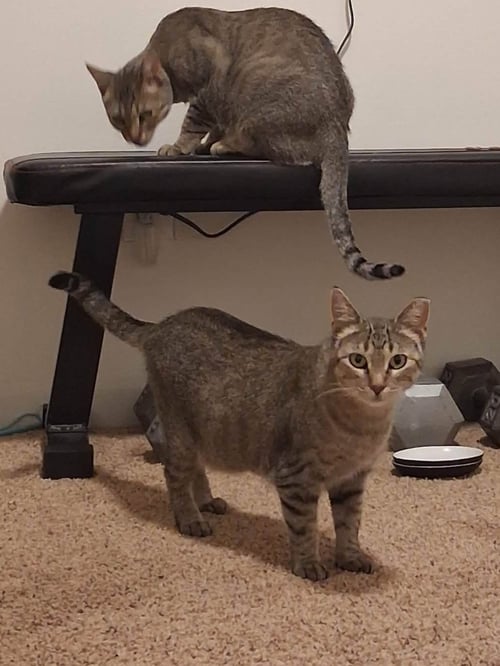 MILAN (COURTESY POST) - Domestic Short Hair / Tabby available for adoption