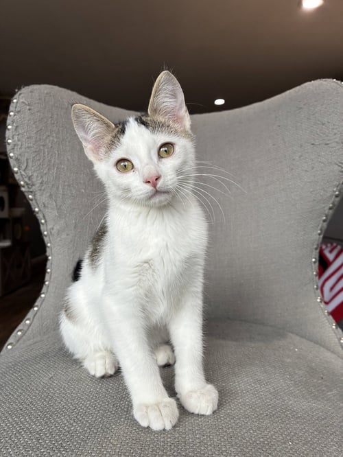 SIDEBURNS - Domestic Short Hair available for adoption
