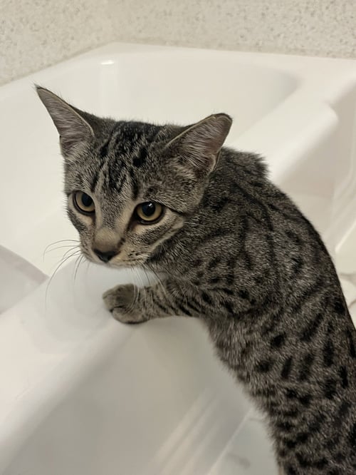 RAFI - Domestic Short Hair available for adoption