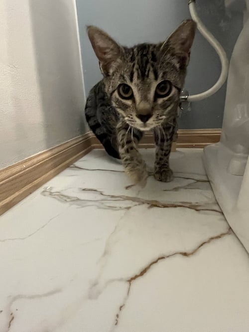 RAFI - Domestic Short Hair available for adoption