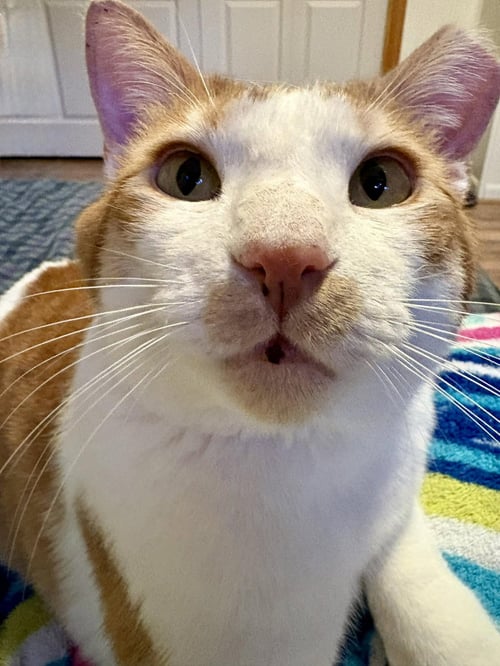 NORBERT - Domestic Short Hair for adoption in Denver
