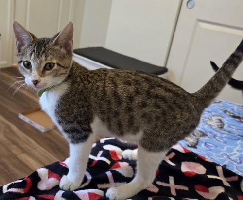 HEATH - Domestic Short Hair available for adoption