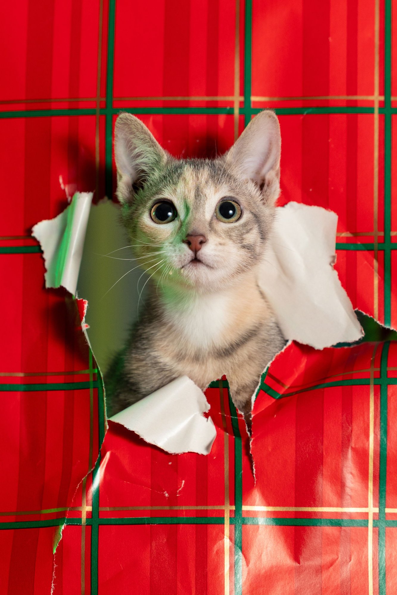 CLAIRE (MODERATE CH) - Domestic Short Hair available for adoption