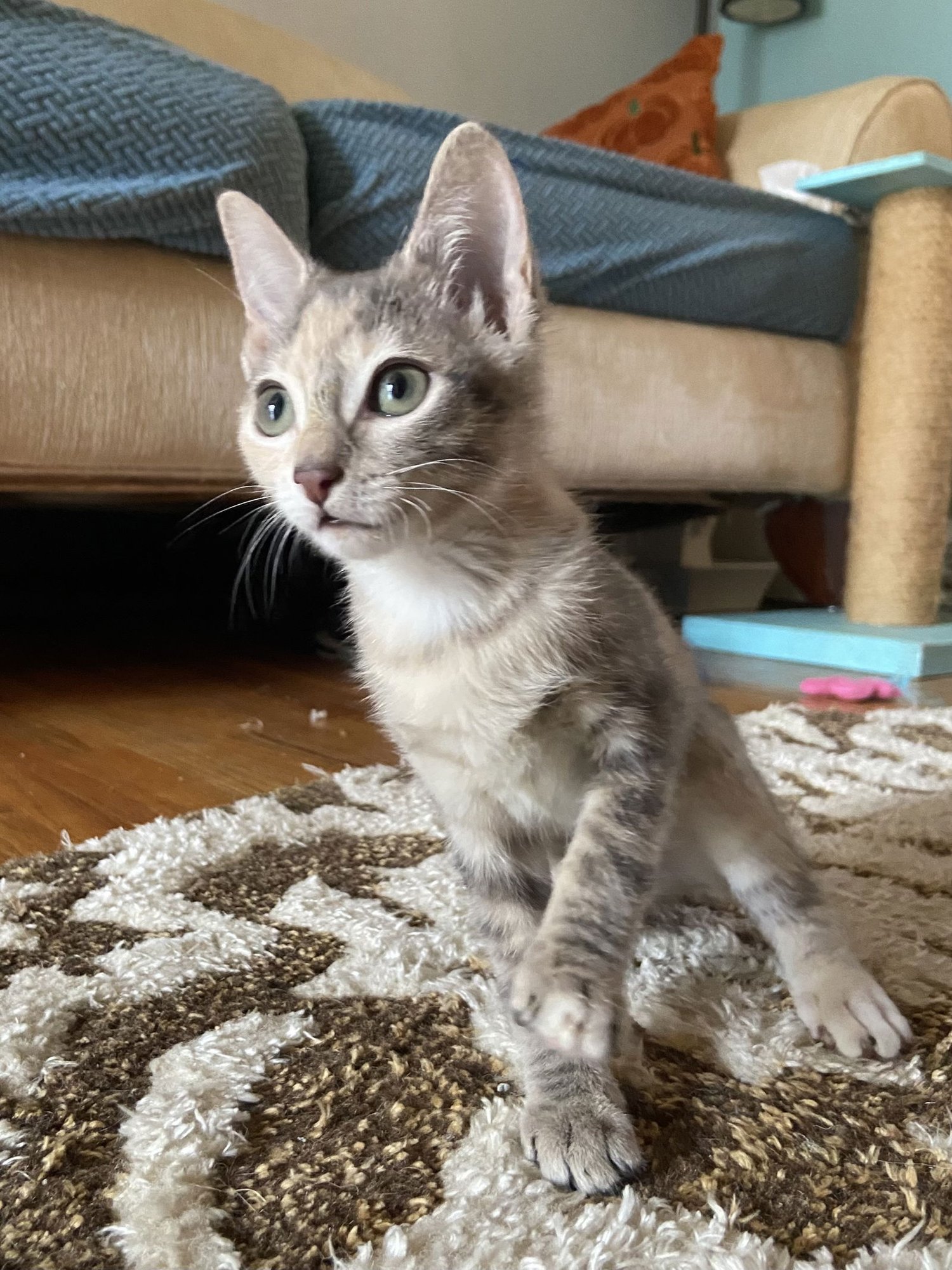 CLAIRE (MODERATE CH) - Domestic Short Hair available for adoption