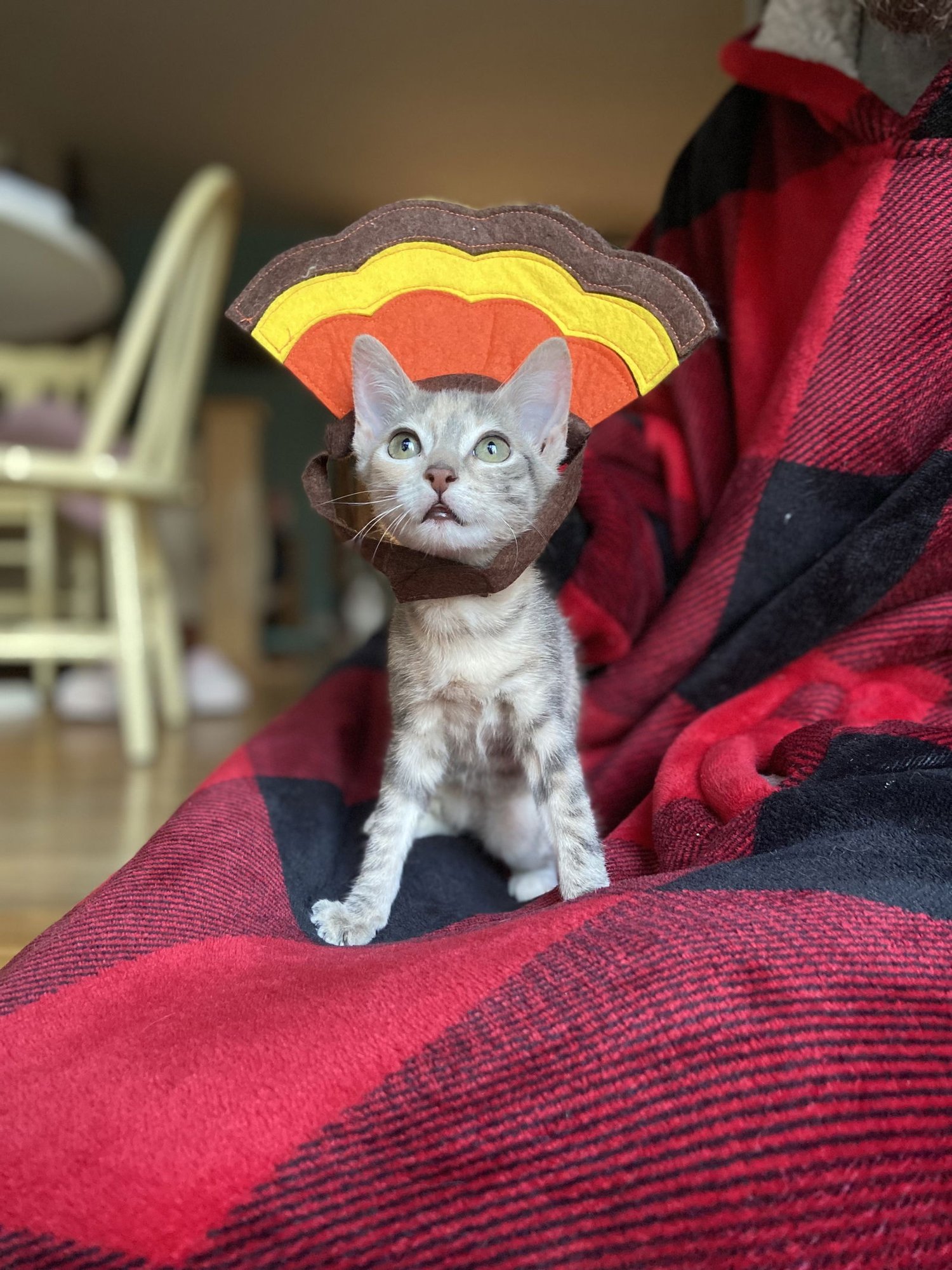 Claire (moderate CH) - Photo 3