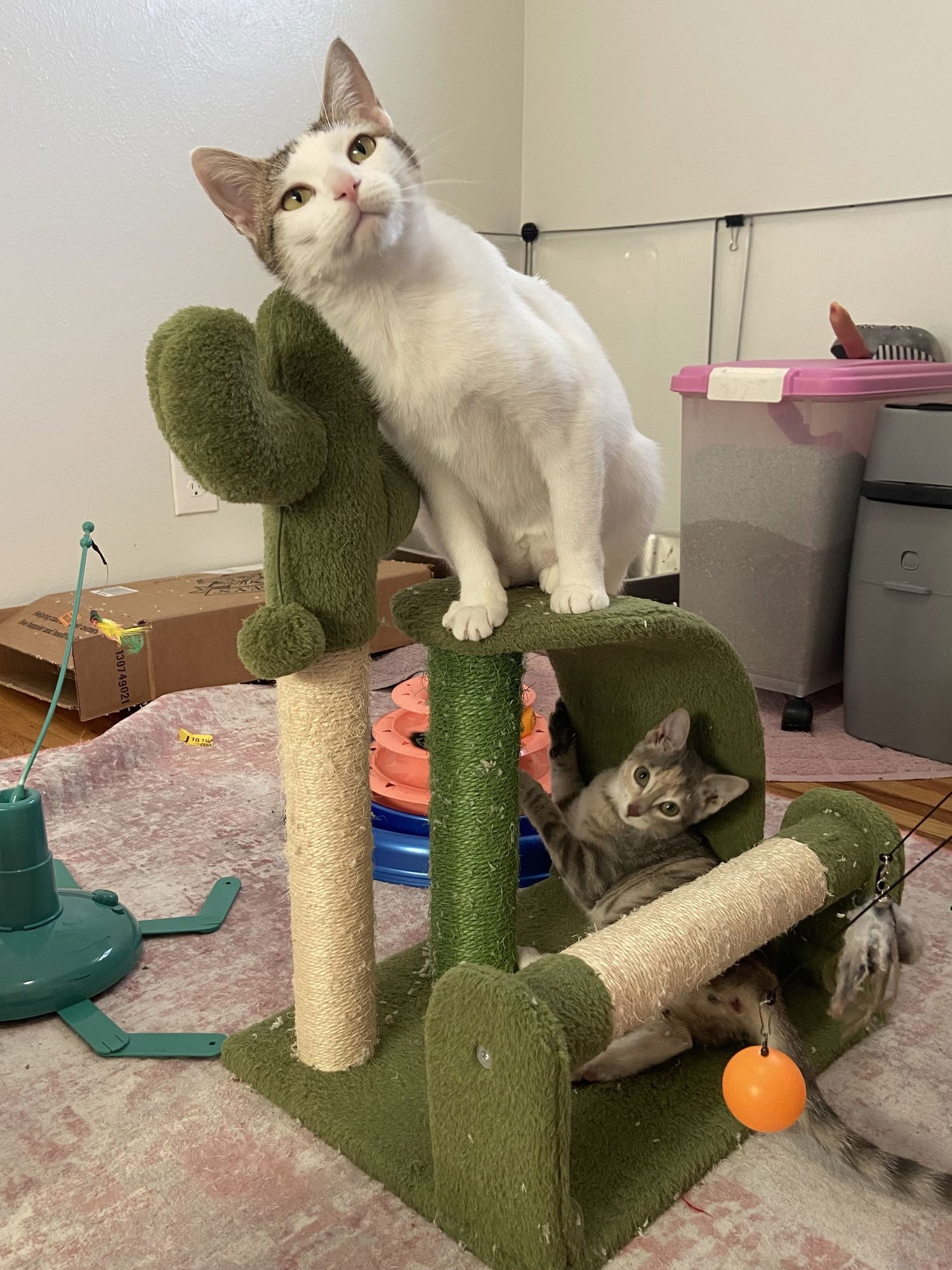 Claire (moderate CH) - Photo 4