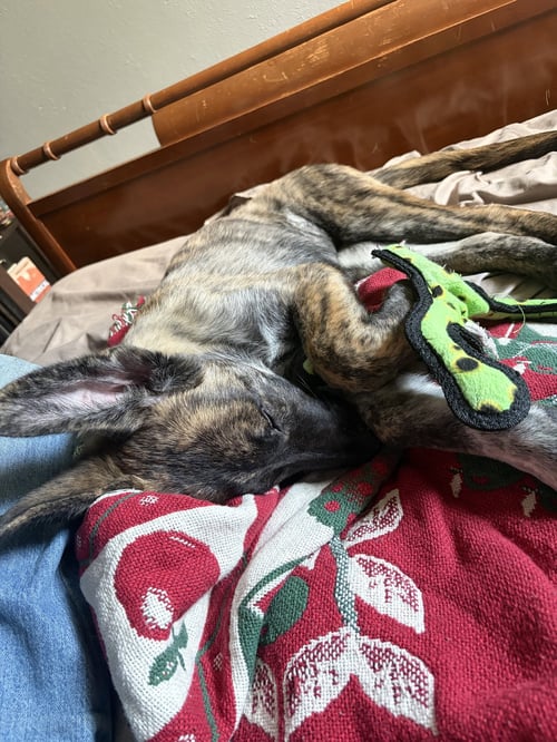 ALYS #1 - Unknown available for adoption