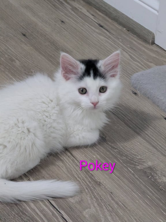 Pokey Image