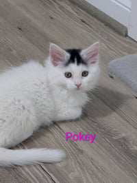 Pokey - Photo 1