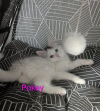 Pokey - Photo 2