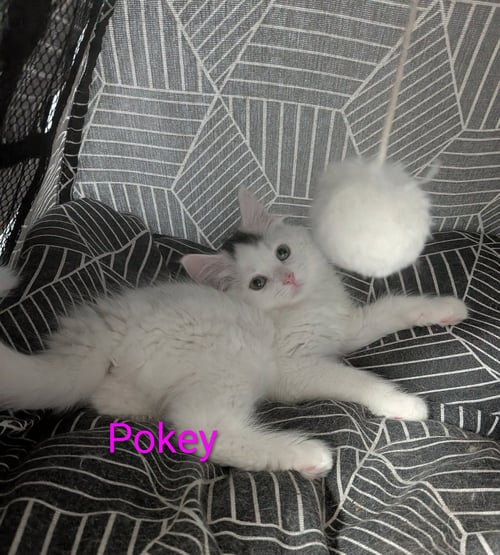 POKEY - Domestic Long Hair available for adoption