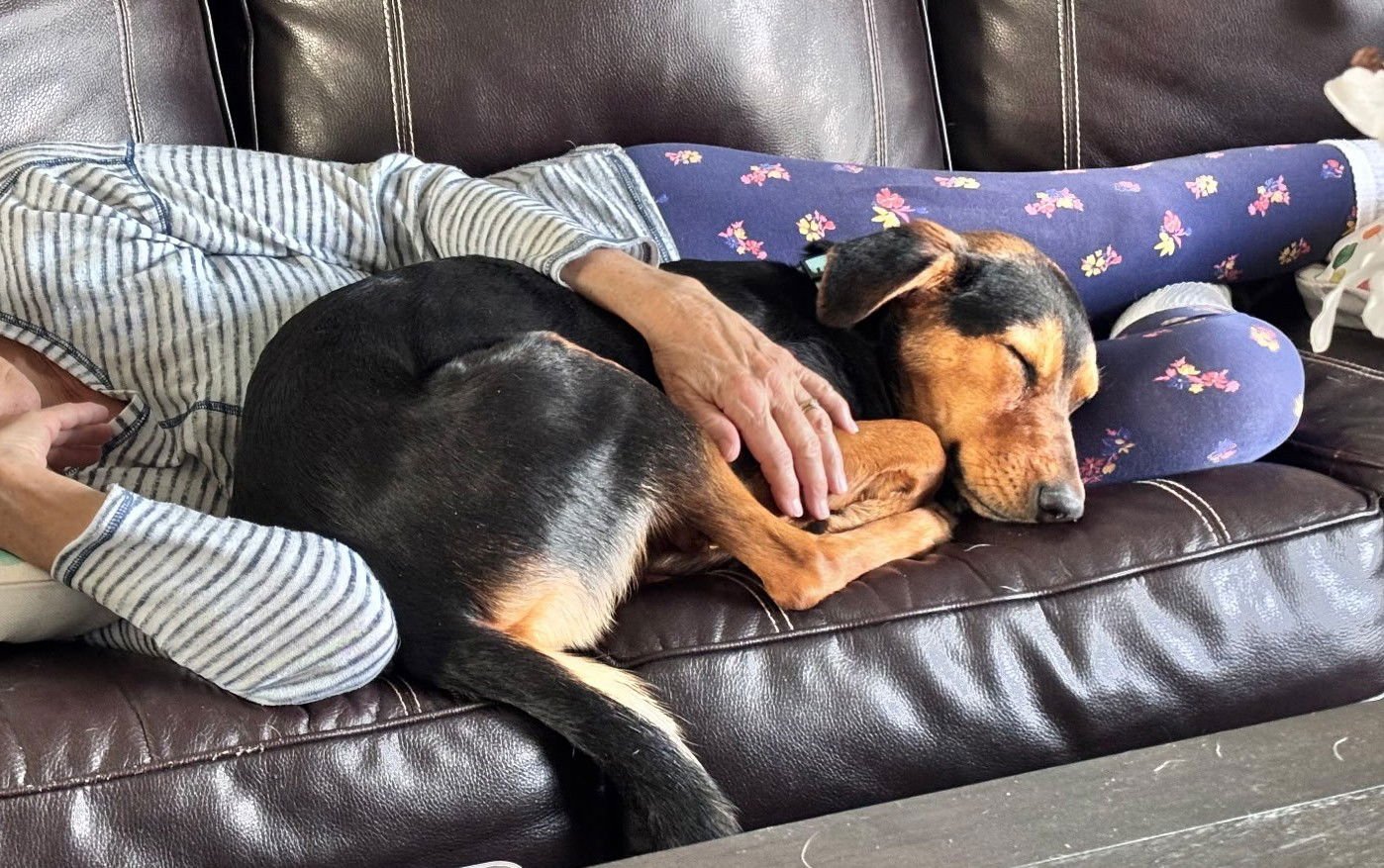 AMBER LYNN #1 - German Shepherd Dog available for adoption