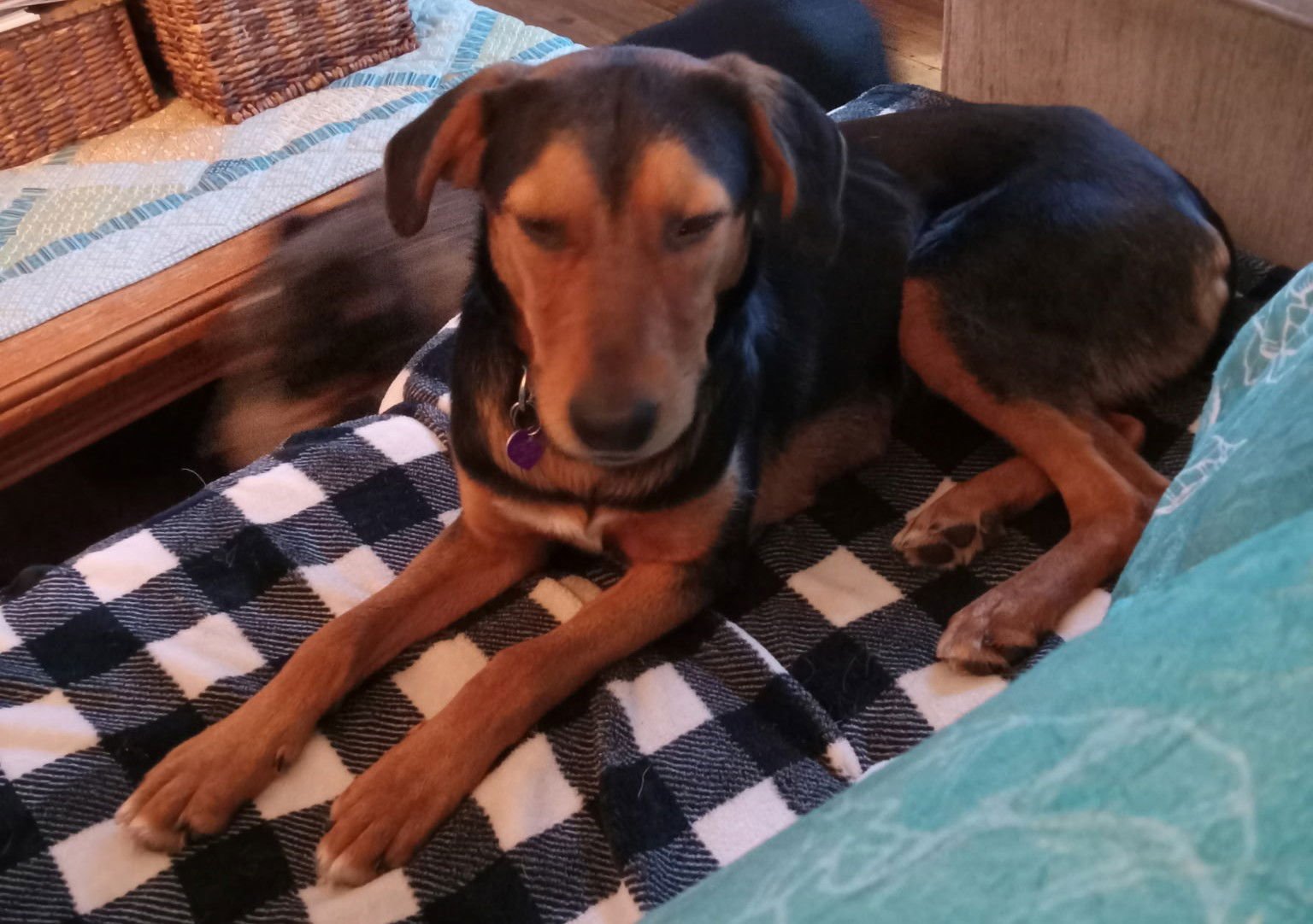 AMBER LYNN #1 - German Shepherd Dog available for adoption