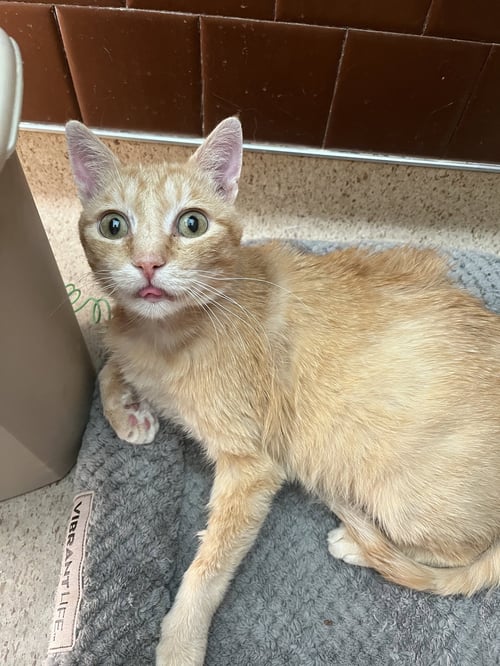 BOSS - Domestic Short Hair available for adoption