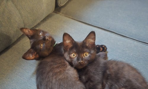 ELLIPSES - Domestic Short Hair available for adoption
