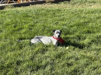 Asher #4 - Photo 5