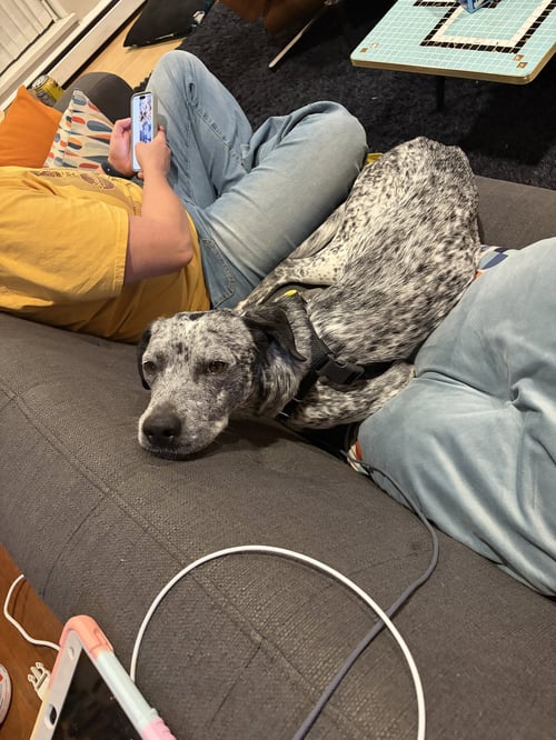 ASHER #4 - Australian Cattle Dog/Blue Heeler / Pointer available for adoption