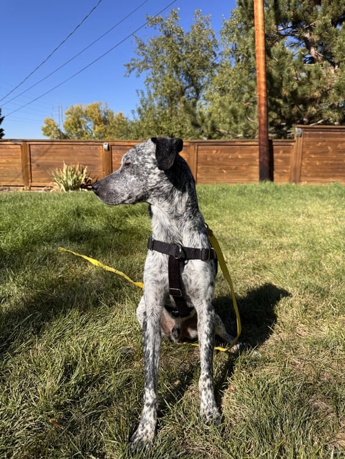 ASHER #4 - Australian Cattle Dog/Blue Heeler / Pointer available for adoption