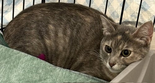SANTANA (SEE VIDEO) - Domestic Short Hair available for adoption