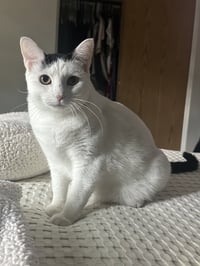 Cloudette - Photo 2