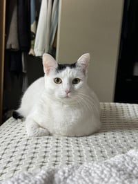 Cloudette - Photo 4