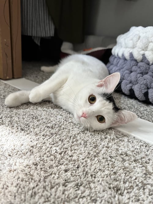 CLOUDETTE - Domestic Short Hair for adoption in Aurora