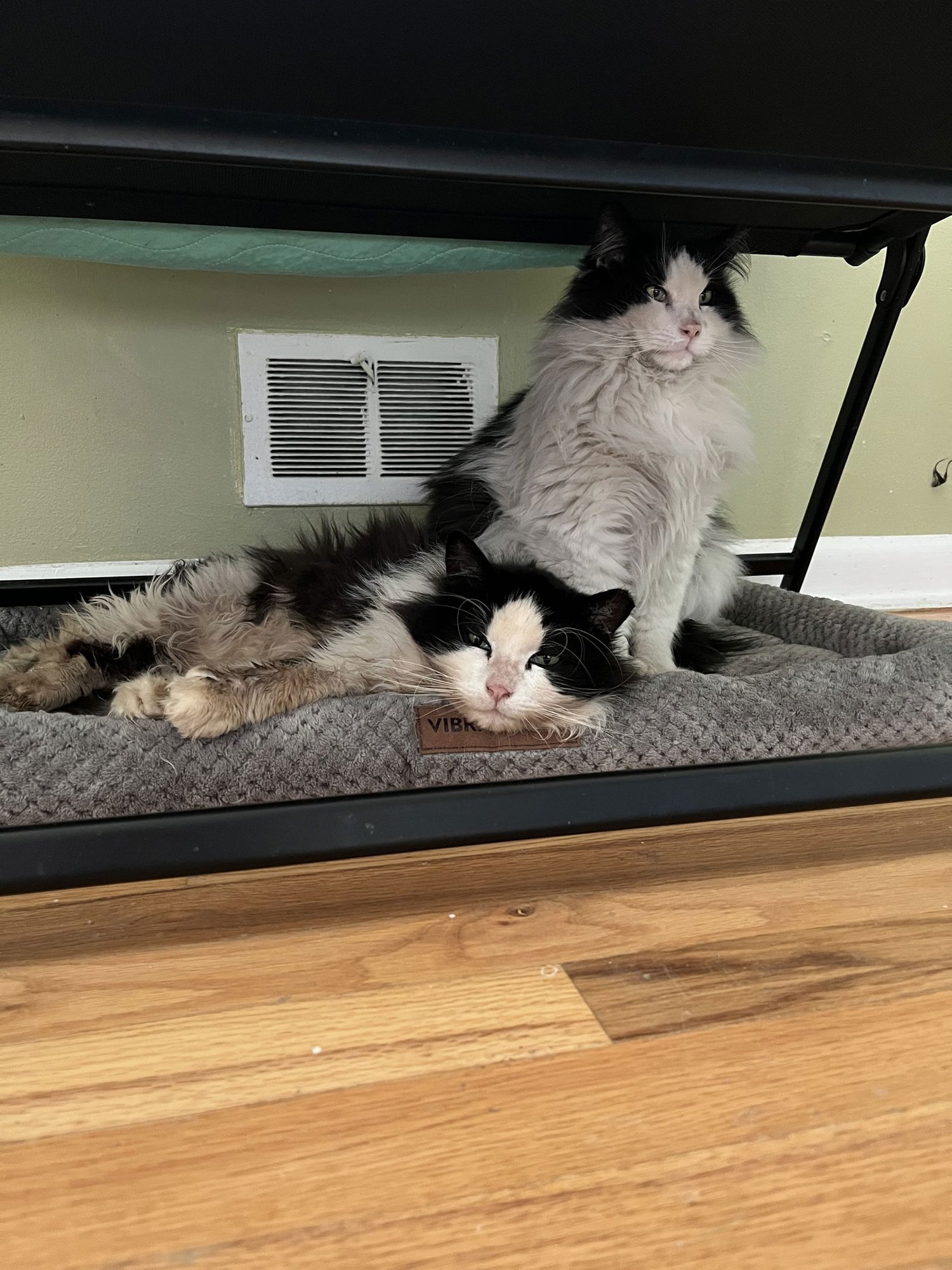 CROSSANDRA + LOBELIA - Domestic Long Hair available for adoption