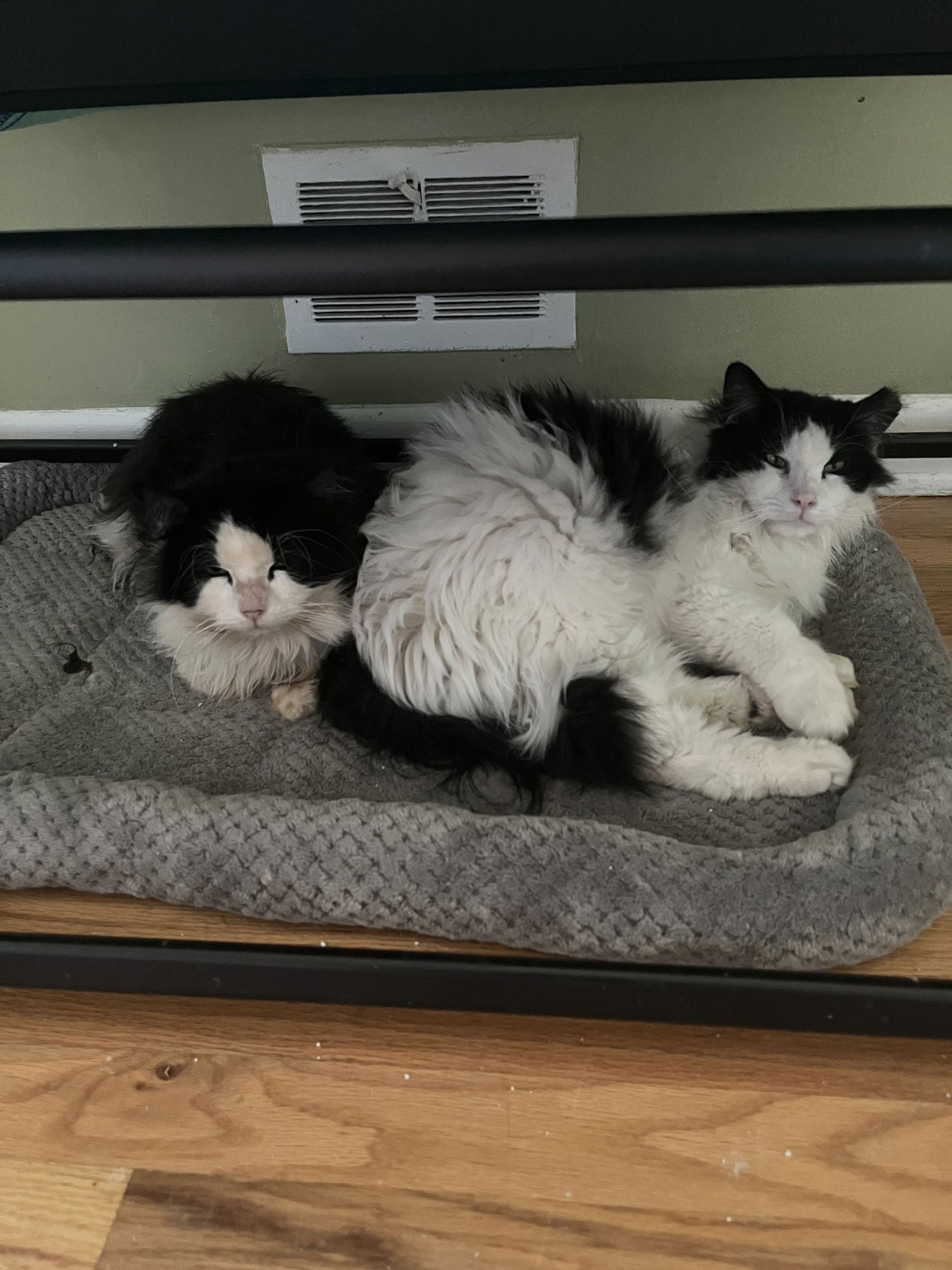 CROSSANDRA + LOBELIA - Domestic Long Hair available for adoption